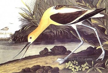 dw107bD animal bird Oil Paintings